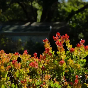 Arctostaphylos glauca x â€˜Canyon Blush'
