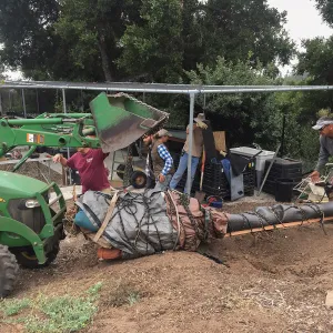 Moving a Lophocereus schottii cactus collected in 1996 from the canyard to the Island View Garden