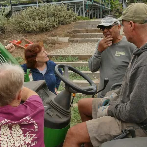 Moving a Lophocereus schottii cactus collected in 1996 from the canyard to the Island View Garden