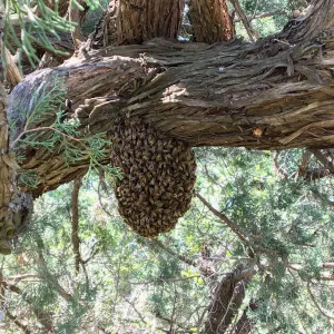 Bee swarm on Juniper near historic entrance