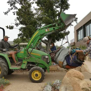 Moving a Lophocereus schottii cactus collected in 1996 from the canyard to the Island View Garden