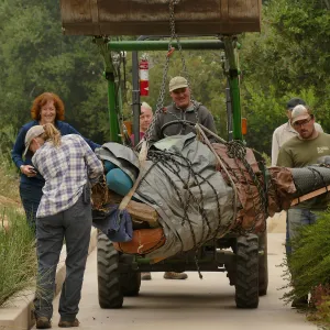 Moving a Lophocereus schottii cactus collected in 1996 from the canyard to the Island View Garden