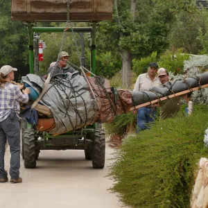 Moving a Lophocereus schottii cactus collected in 1996 from the canyard to the Island View Garden