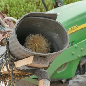 Moving a Lophocereus schottii cactus collected in 1996 from the canyard to the Island View Garden