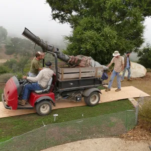 Moving a Lophocereus schottii cactus collected in 1996 from the canyard to the Island View Garden