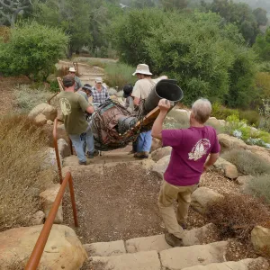 Moving a Lophocereus schottii cactus collected in 1996 from the canyard to the Island View Garden
