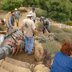 Moving a Lophocereus schottii cactus collected in 1996 from the canyard to the Island View Garden