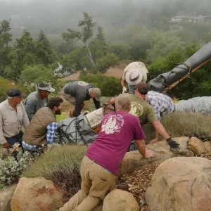 Moving a Lophocereus schottii cactus collected in 1996 from the canyard to the Island View Garden