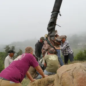 Moving a Lophocereus schottii cactus collected in 1996 from the canyard to the Island View Garden