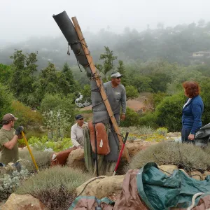 Moving a Lophocereus schottii cactus collected in 1996 from the canyard to the Island View Garden