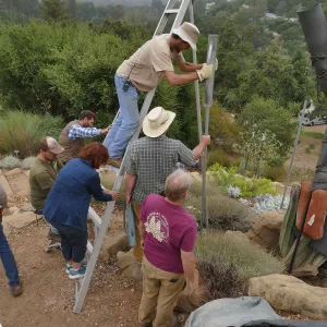 Moving a Lophocereus schottii cactus collected in 1996 from the canyard to the Island View Garden