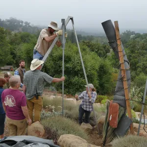Moving a Lophocereus schottii cactus collected in 1996 from the canyard to the Island View Garden