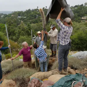 Moving a Lophocereus schottii cactus collected in 1996 from the canyard to the Island View Garden
