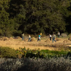 Wednesday volunteer crew working in the Meadow