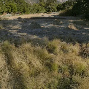 Mounds of bouteloua and stipa in the Meadow after trimming