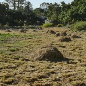Mounds of bouteloua and stipa in the Meadow after trimming
