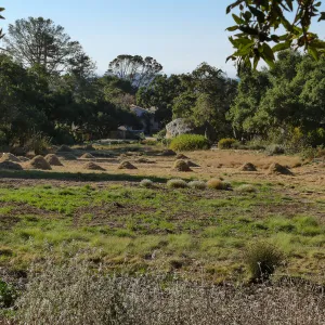 Mounds of bouteloua and stipa in the Meadow after trimming