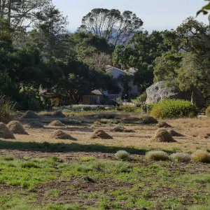 Mounds of bouteloua and stipa in the Meadow after trimming