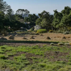 Mounds of bouteloua and stipa in the Meadow after trimming