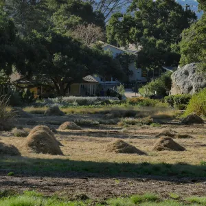 Mounds of bouteloua and stipa in the Meadow after trimming