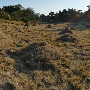 Mounds of bouteloua and stipa in the Meadow after trimming