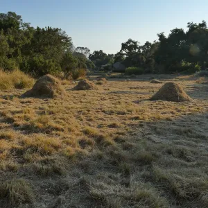 Mounds of bouteloua and stipa in the Meadow after trimming