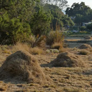 Mounds of bouteloua and stipa in the Meadow after trimming