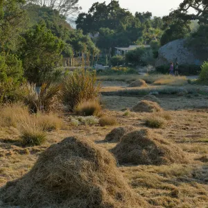 Mounds of bouteloua and stipa in the Meadow after trimming
