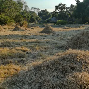 Mounds of bouteloua and stipa in the Meadow after trimming