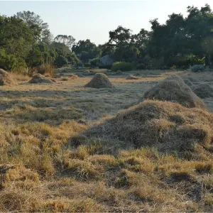 Mounds of bouteloua and stipa in the Meadow after trimming