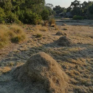 Mounds of bouteloua and stipa in the Meadow after trimming