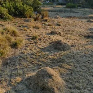 Mounds of bouteloua and stipa in the Meadow after trimming