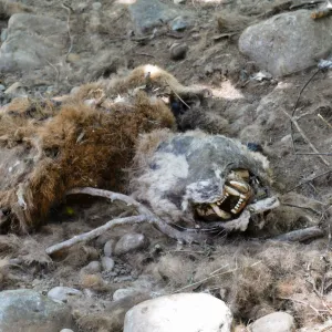 Mountain lion carcass in creekbed below lower crossing