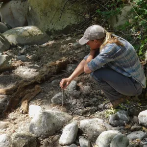 Mountain lion carcass in creekbed below lower crossing