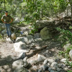 Mountain lion carcass in creekbed below lower crossing