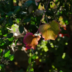 Rogers Red Grape near the bike rack in the main parking lot