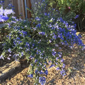 Ceanothus Concha in Betsy Collins garden