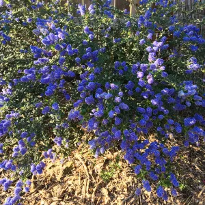 Ceanothus Concha in Betsy Collins garden
