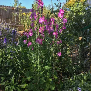 Sidalcea malviflora