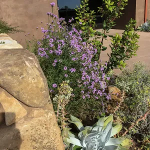 Verbena de la Mina at the Island View Garden