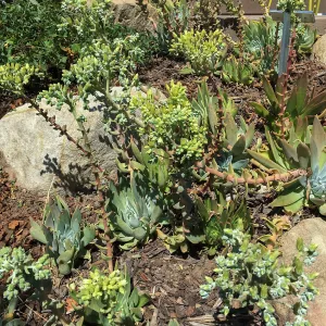 Dudleya greenei, PCC