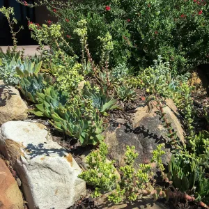 Dudleya greenei, PCC