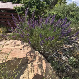 Peter Schuylerâ€™s garden,Trichostema lanatum 