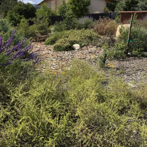 Peter Schuylerâ€™s garden, Lycium