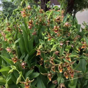 Peter Schuylerâ€™s garden, Epipactis gigantea