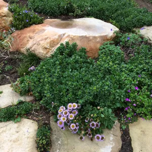 Erigeron glaucus. Montecito garden designed by Isabelle Greene