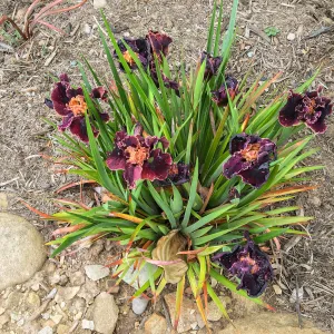 Iris PCH in Montecito garden designed by Isabelle Greene