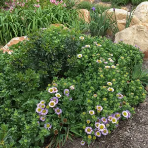 Erigeron glaucus in Montecito garden designed by Isabelle Greene