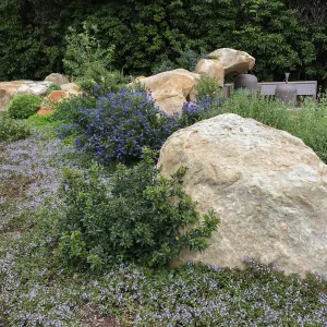 Ceanothus Concha in Montecito garden designed by Isabelle Greene