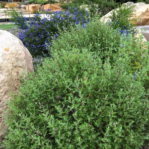 Salvia Winifred Gilman in Montecito garden designed by Isabelle Greene (Sage)